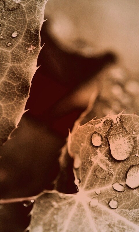 Капельки росы на листьях обои