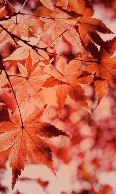 Осенние листья обои