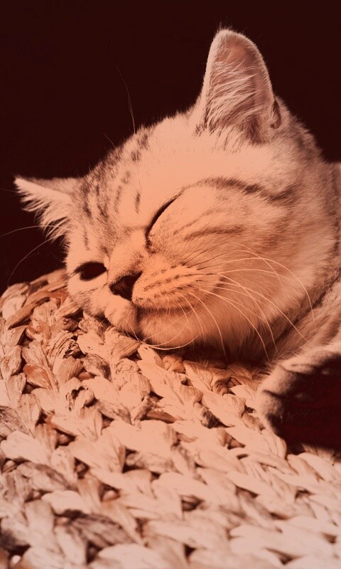 Пушистый кот спит на корзине обои