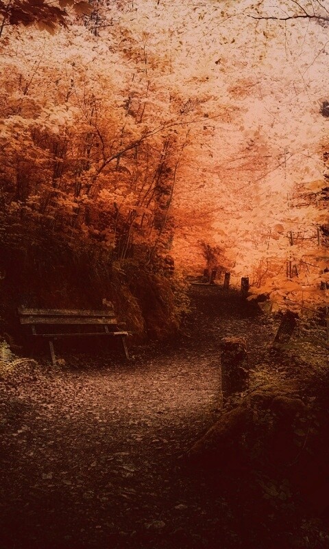 Скамейке в чаще парка обои