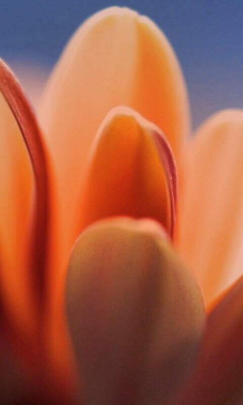 Лепестки хризантемы обои