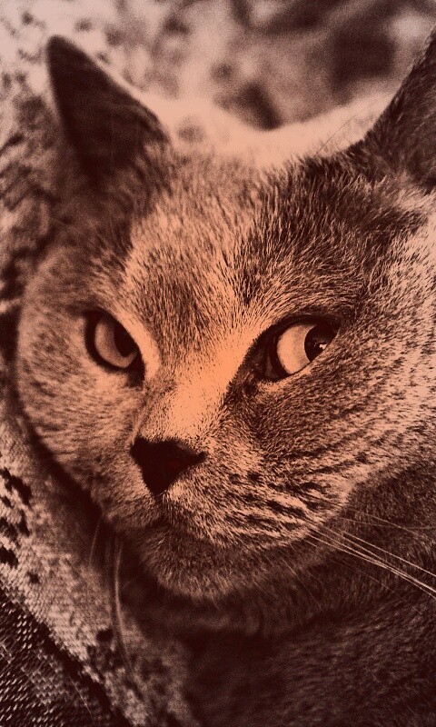 Щекастый британский котик обои