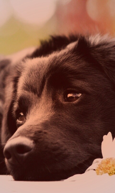 Собака с ромашкой обои