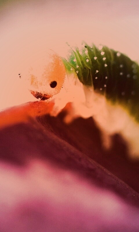 Гусеница бабочки на лепестке обои