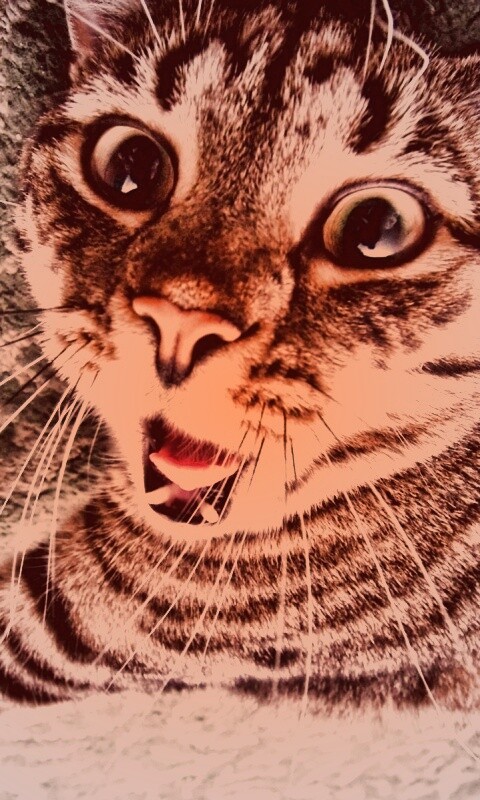 Спалившийся на ковре кошак обои