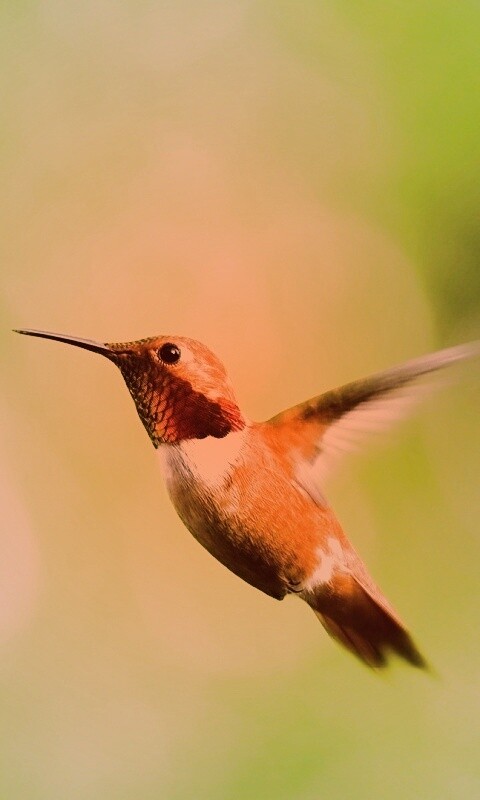 Маленькая колибри обои