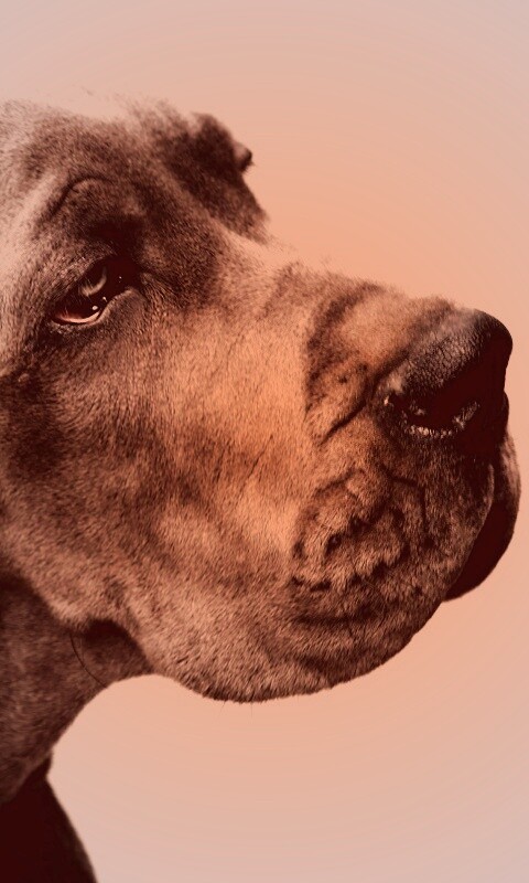 Грустная собака обои