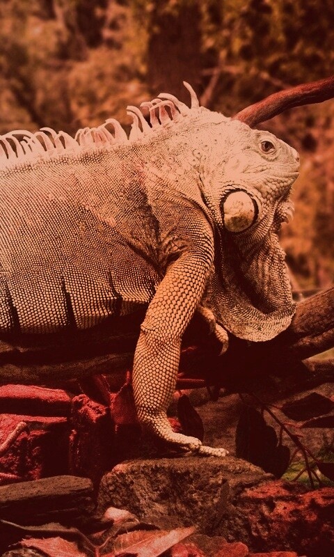 Большая игуана обои