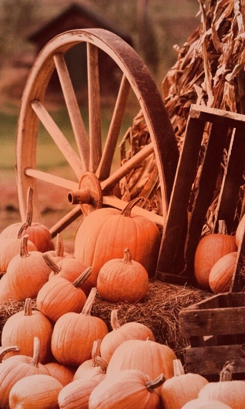 Урожай обои