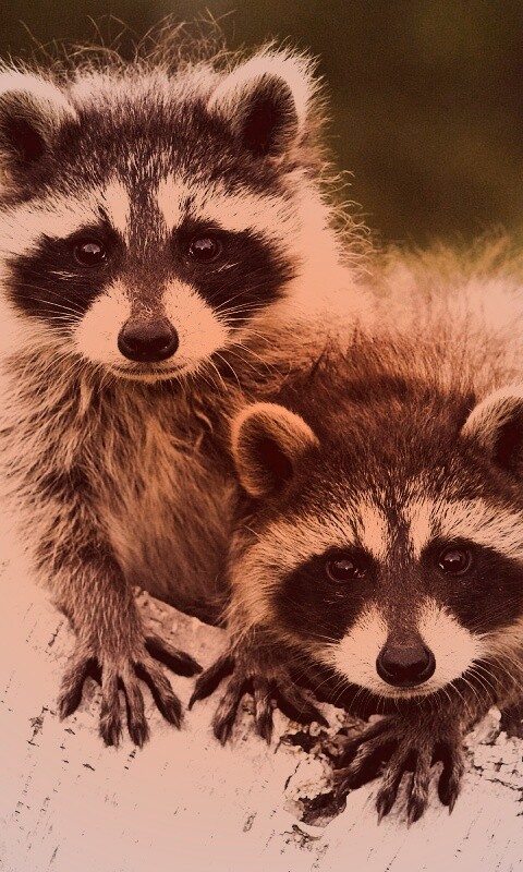 Полосатики обои