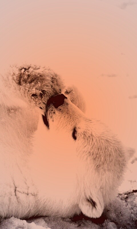 Мишка на севере обои