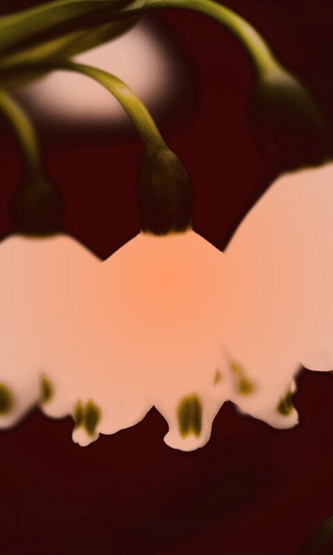 Белые ландыши обои