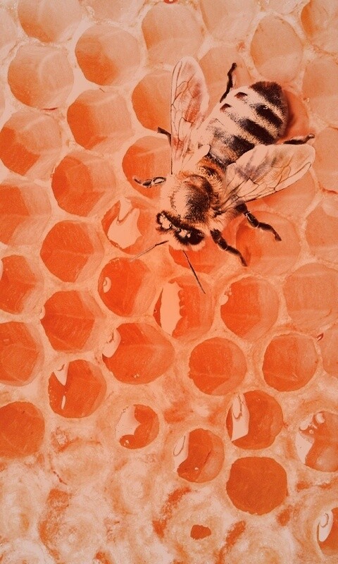 Пчела на сотах с медом обои