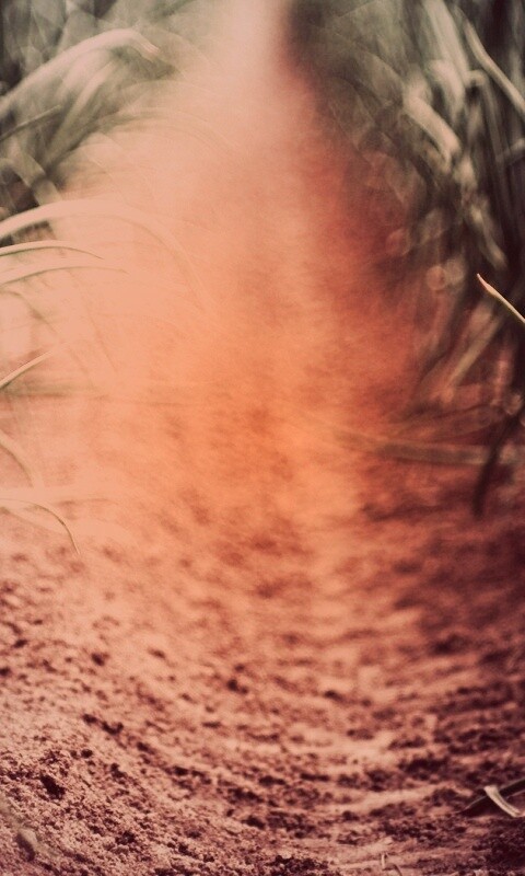 Тропинка в траве обои