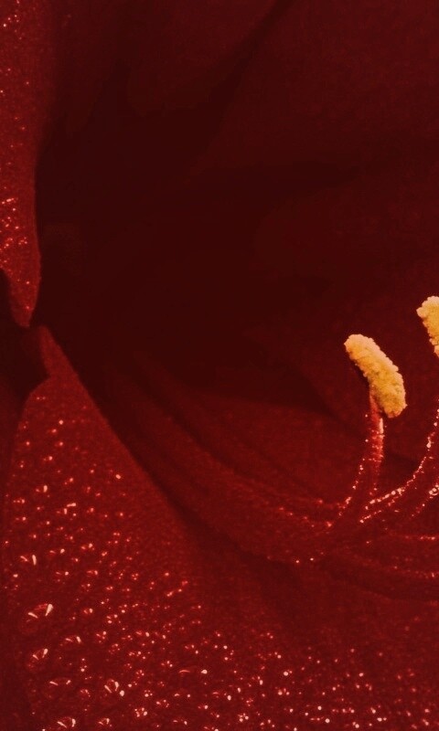 Красная манящая лилия обои