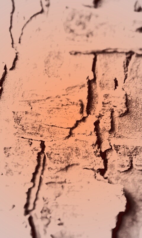 Белая кора обои