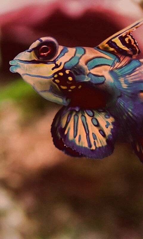 Разноцветная рыбка обои