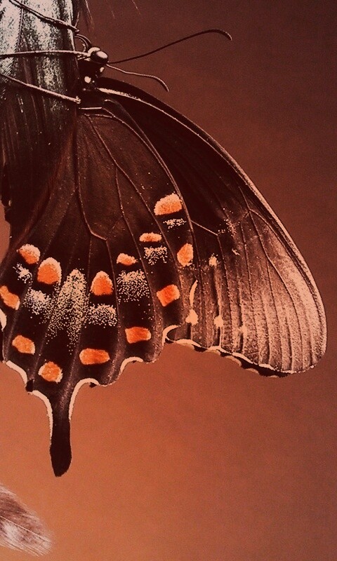 Красивая бабочка обои