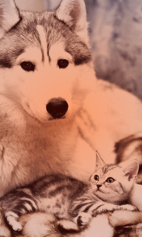 Собака и котенок обои