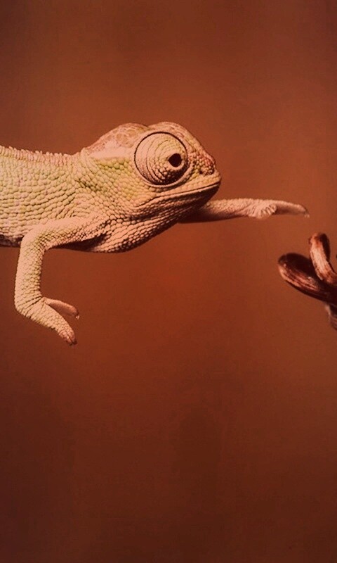 Ящерка тянется к ветке обои