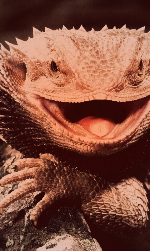 Не игуана обои