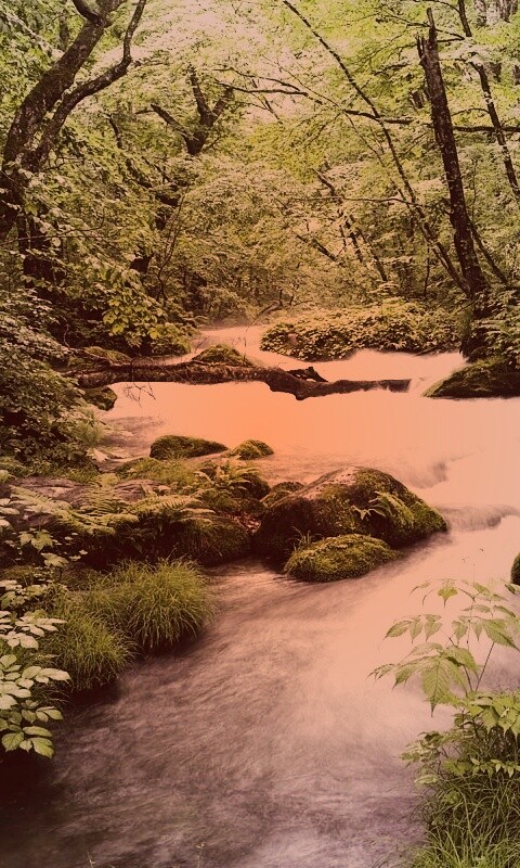 Лесная река обои