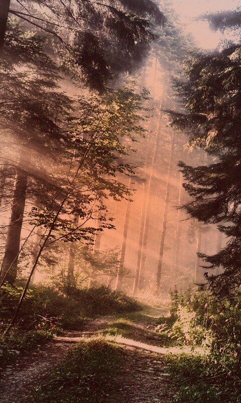 Тропа в лесу обои