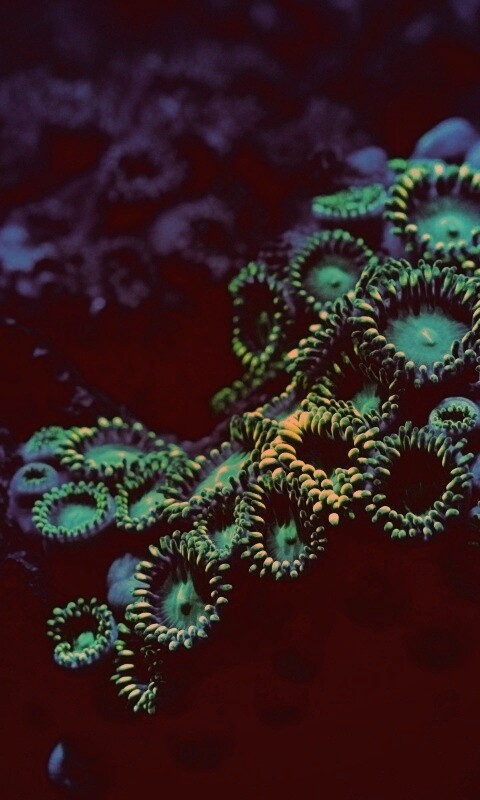 Морское дно обои