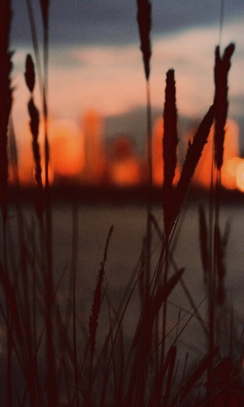 Камыш на фоне вечерних огней обои