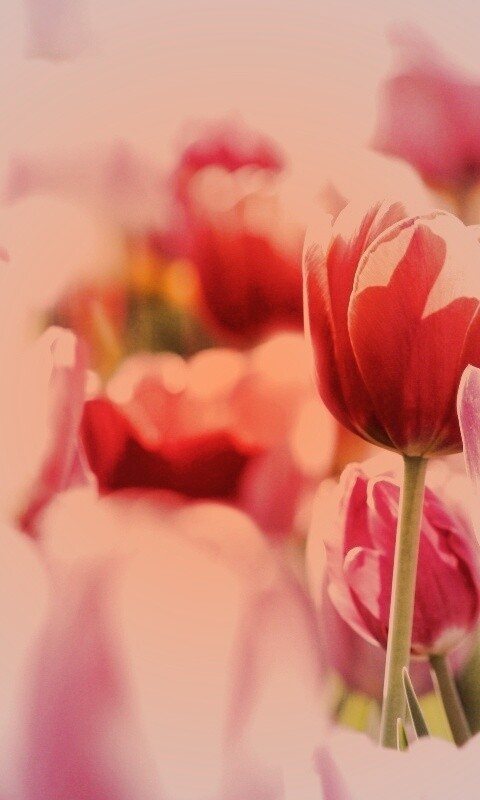 Красивые тюльпаны обои