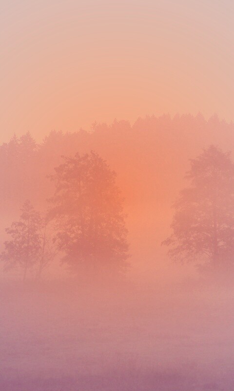 Розовый лес обои