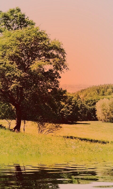 Дерево у воды обои