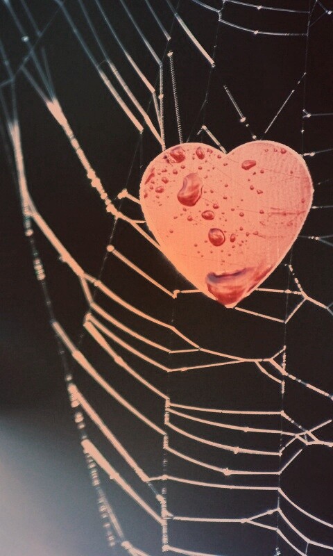 Сердце в паутине обои