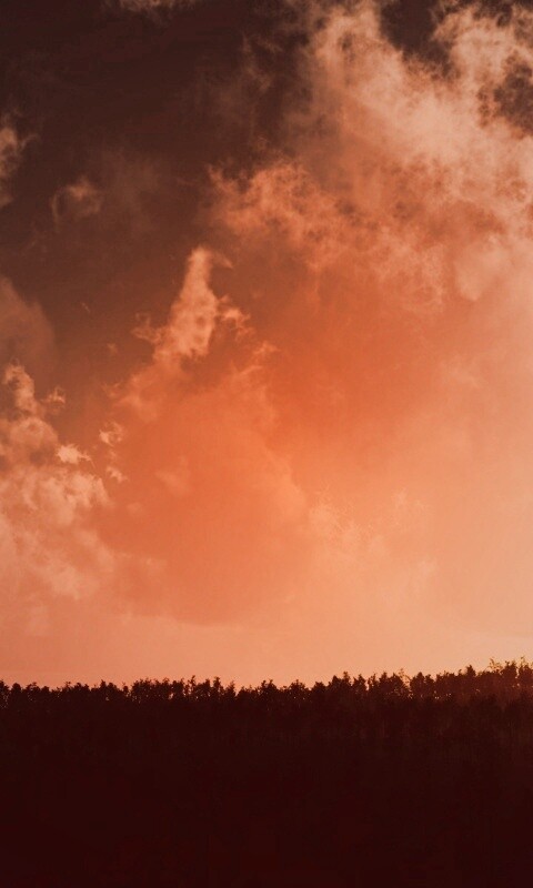 Закат над лесом обои