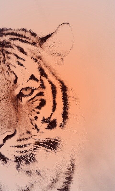 Красавец тигр обои