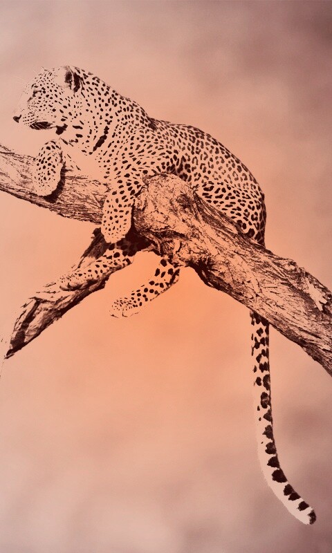 Ягуар на дереве обои