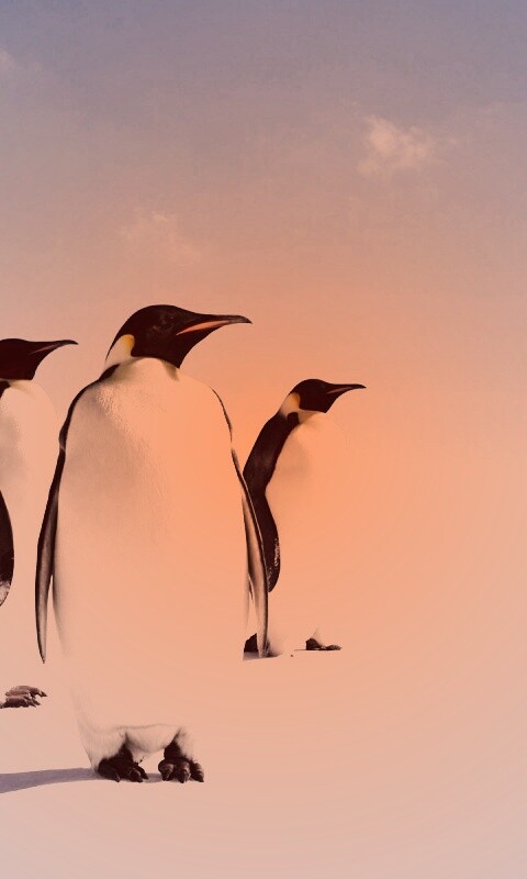 Пингвины обои