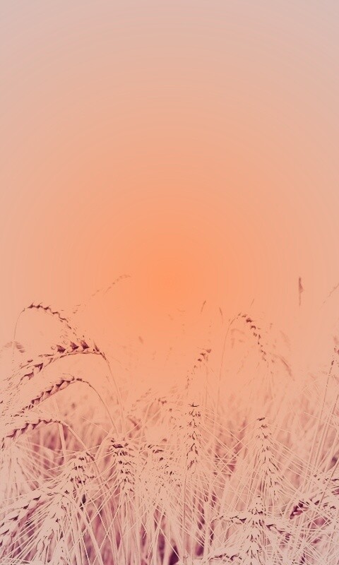 Поле колосьев обои