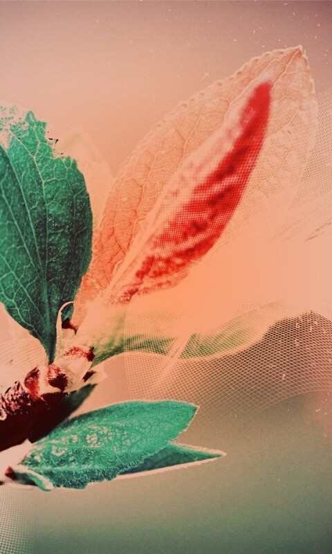 Разноцветные листья обои