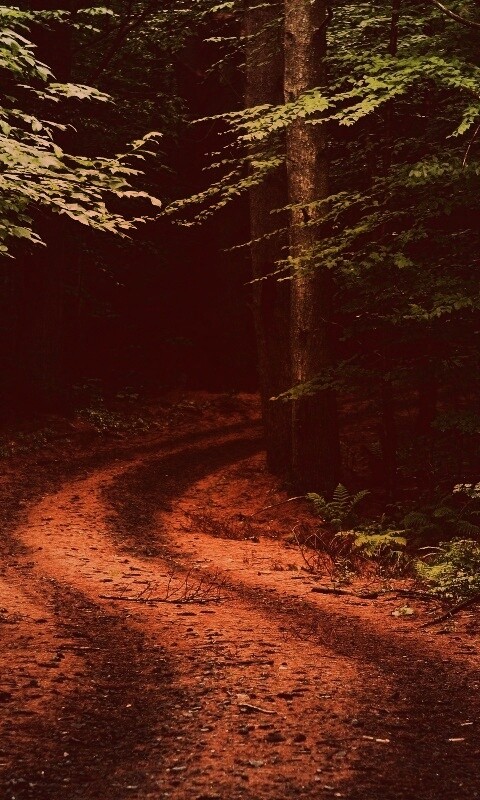 Лесная дорога обои