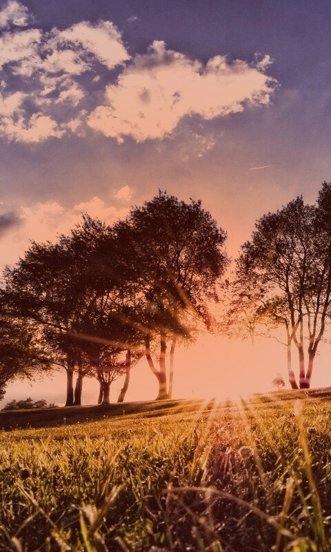 Лучи солнца на траве обои