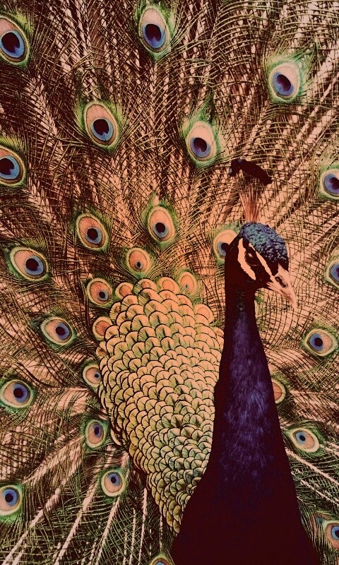 Красивый павлин обои