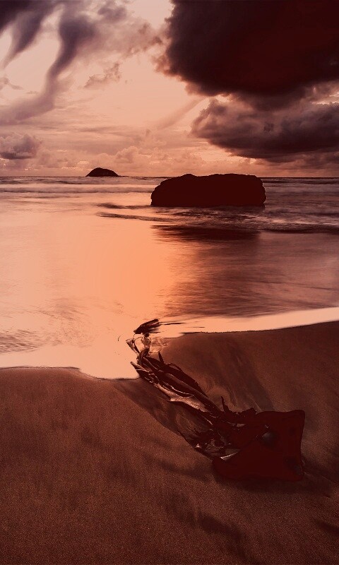 Коряга на пляже обои