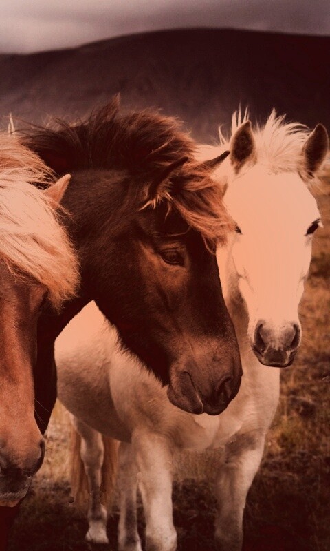 Мустанги обои