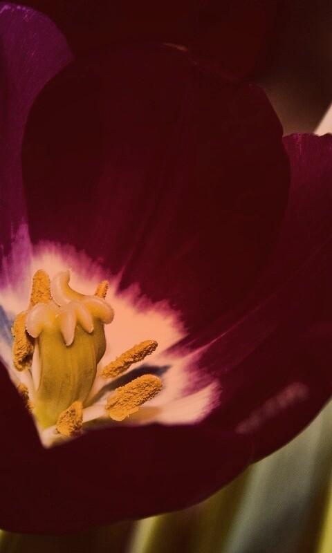 Фиолетовый цветочек обои