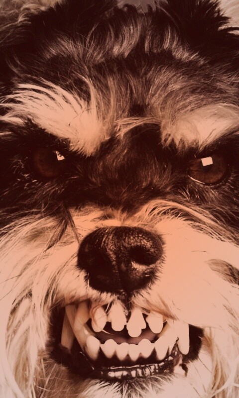 Терьер вне себя обои