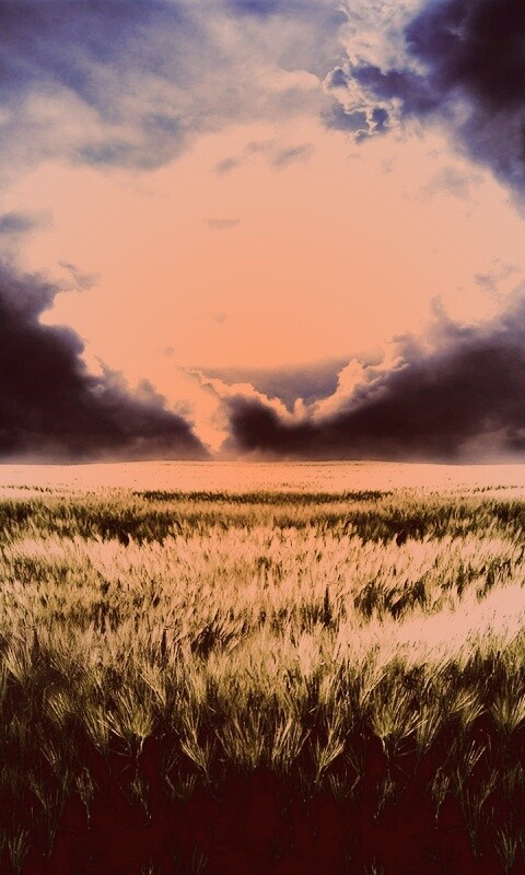 Травяное раздолье обои