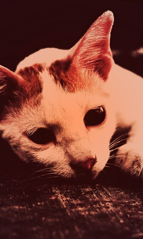 Белый кот на черном полу обои