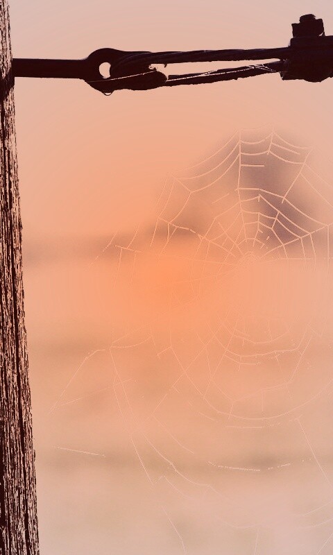 Паутина 51 обои