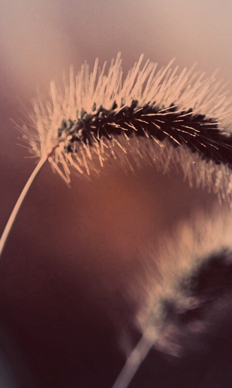 Травинка обои